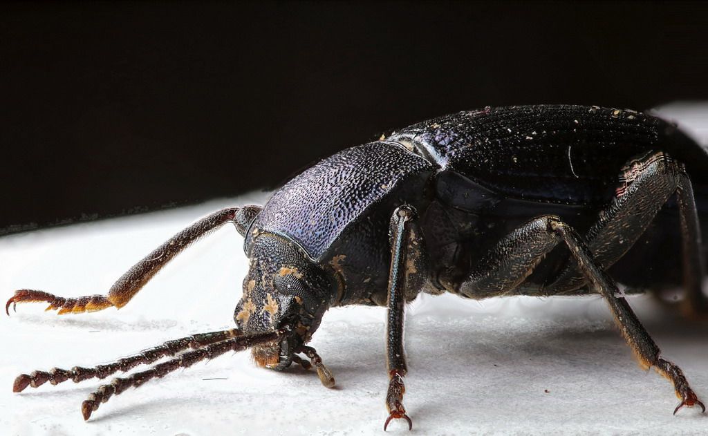 Helops rossii (Tenebrionidae)